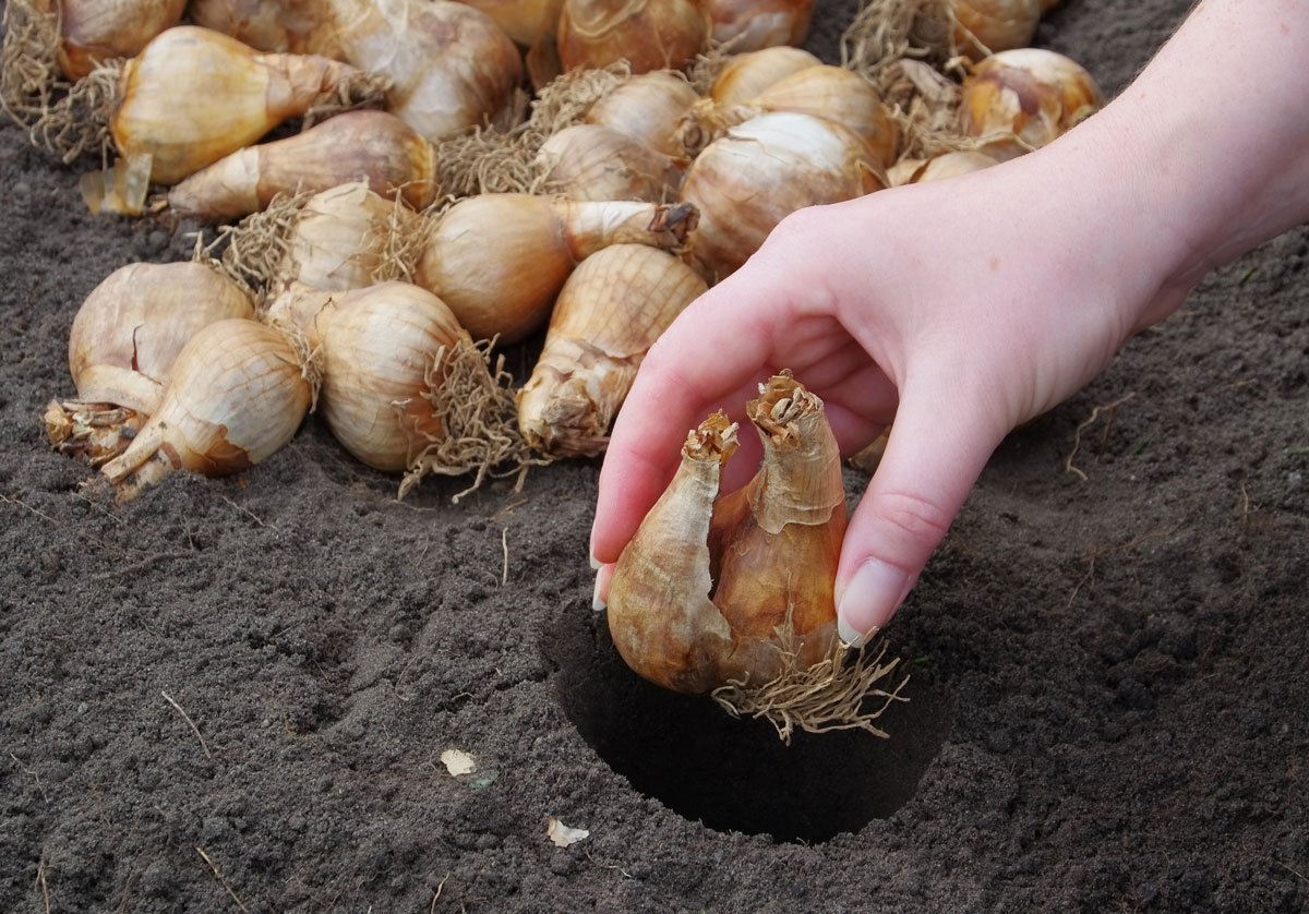 Podzimní výsadba cibulovin do půdy