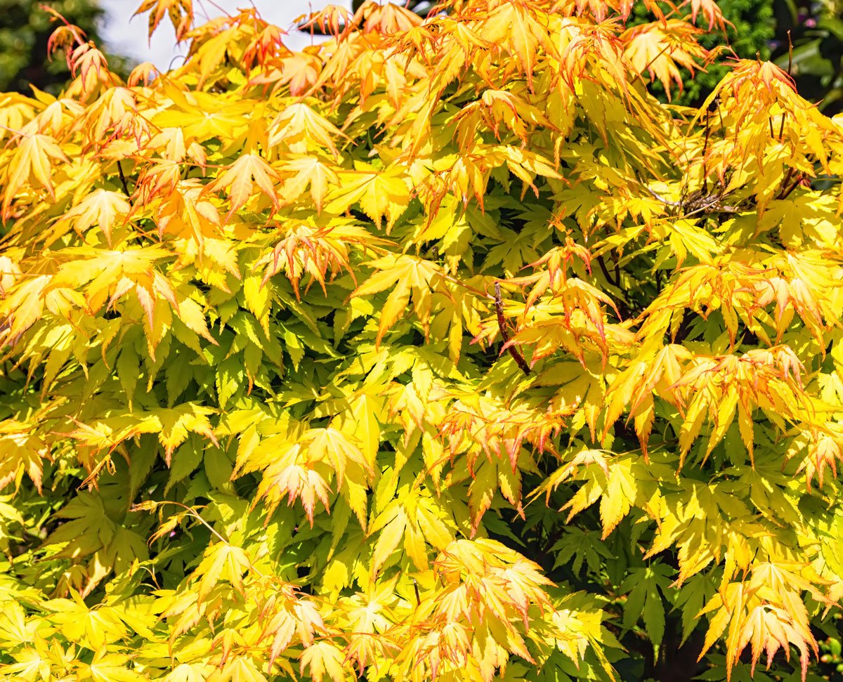 Javor dlanitolistý: Acer palmatum Orange Dream