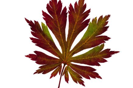 Javor japonský: Acer japonicum Aconitifolium