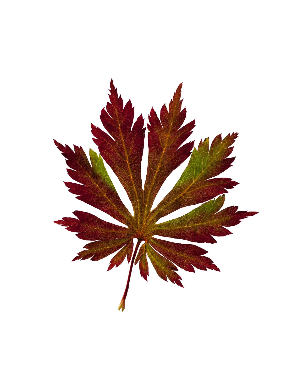 Javor japonský: Acer japonicum Aconitifolium
