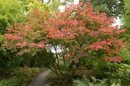 Javor japonský: Acer japonicum Vitifolium