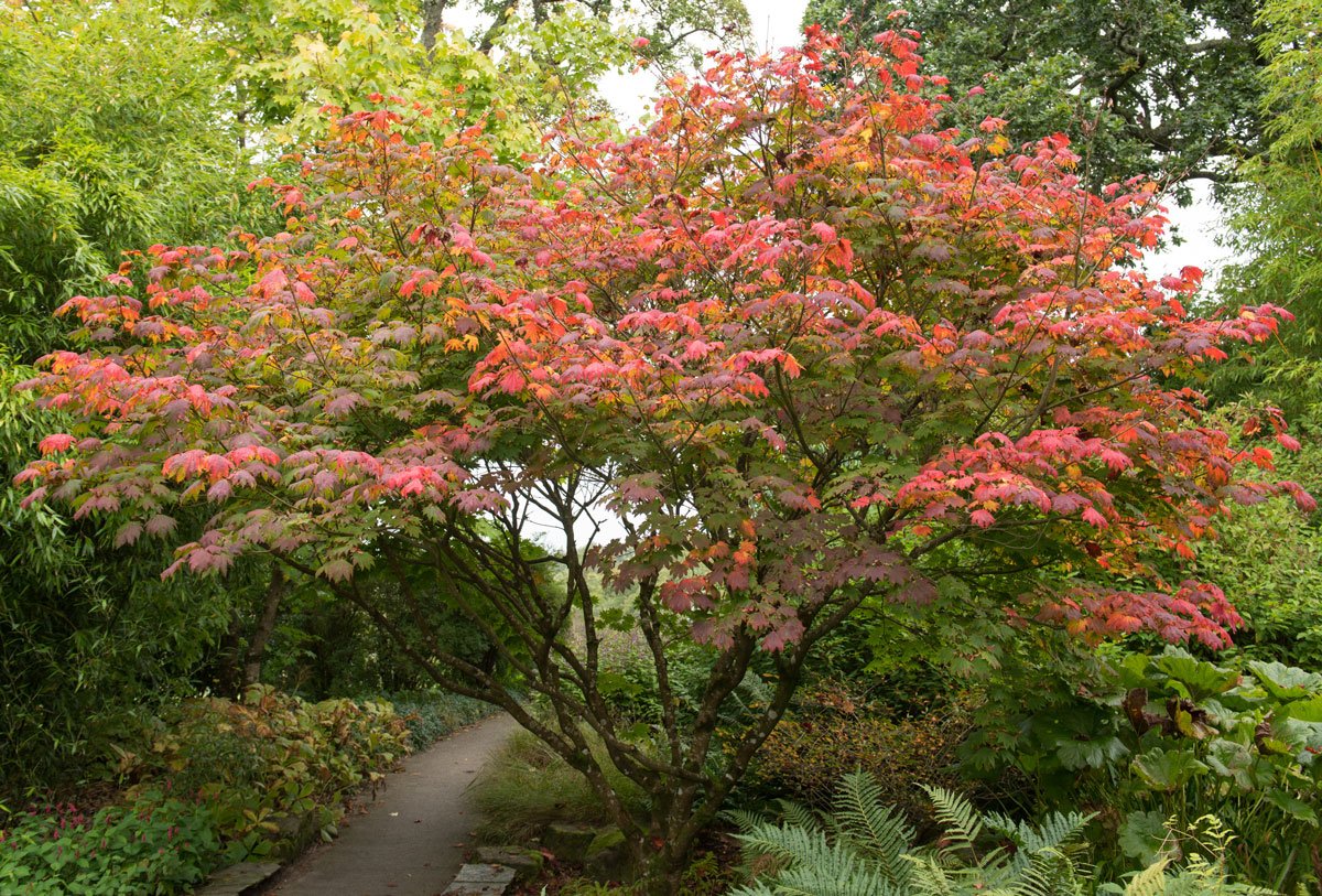 Javor japonský: Acer japonicum Vitifolium 