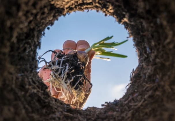 Vybíráme stanoviště pro cibuloviny aneb Najděte si vhodné cibuloviny pro váš typ zahrady