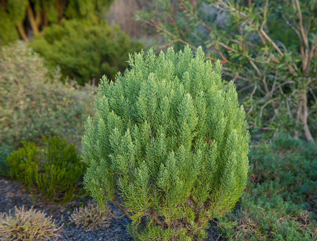 pěstujeme hebe: Hebe cupressoides