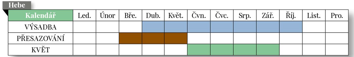 Hebe: Kdy ho vysadit, přesazovat a kdy kvete 