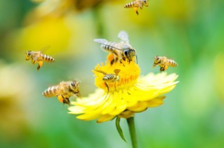 Rostliny v zahradě prospěšné pro včely