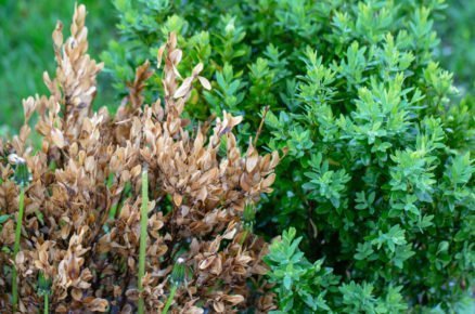 Jaké keře nahradí buxus: buxus napadený škůdcem