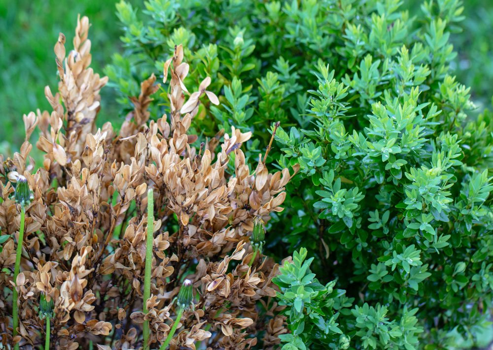 Jaké keře nahradí buxus: buxus napadený škůdcem