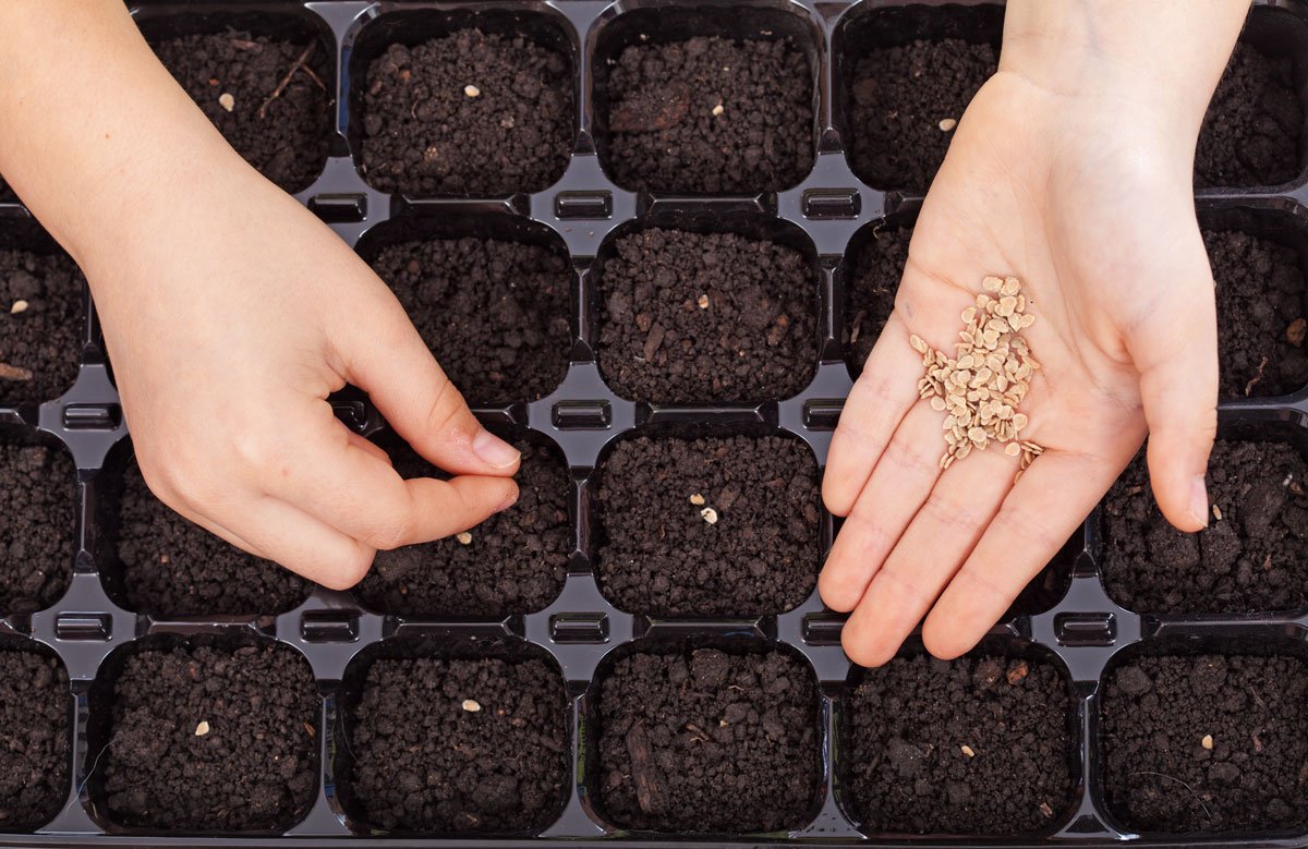 První výsevy zeleniny - vhodný substrát pro semena