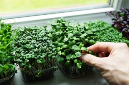 Jak pěstovat klíčky a mikrobylinky: různe druhy mikrobylinek na okenním parapetu