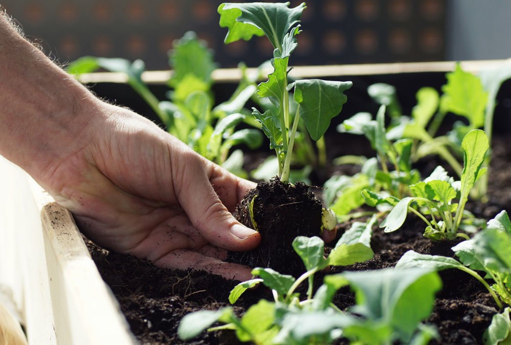 Jak se starat o předpěstované sazenice zeleniny
