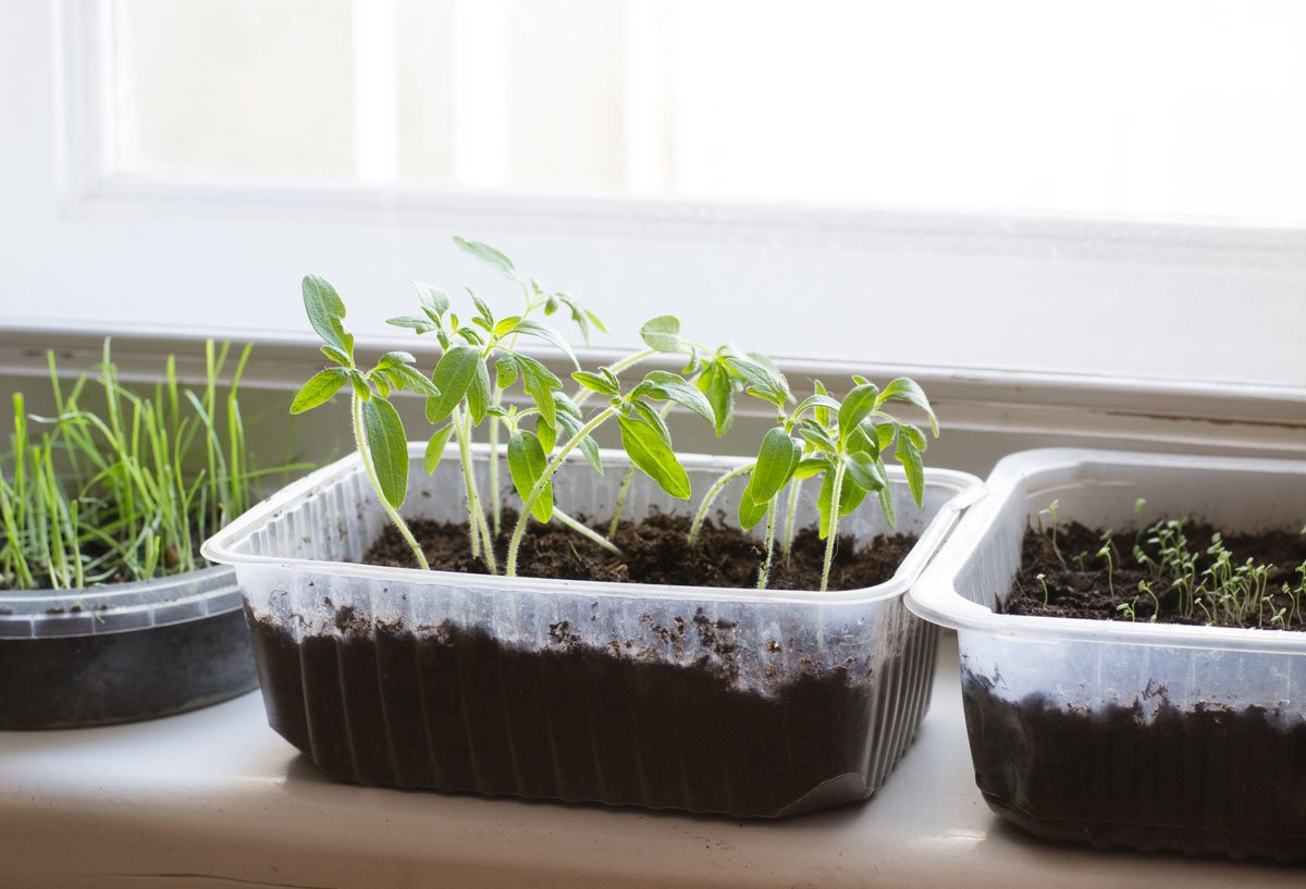 Jak se starat o sazenice zeleniny: správná teplota pro pěstování
