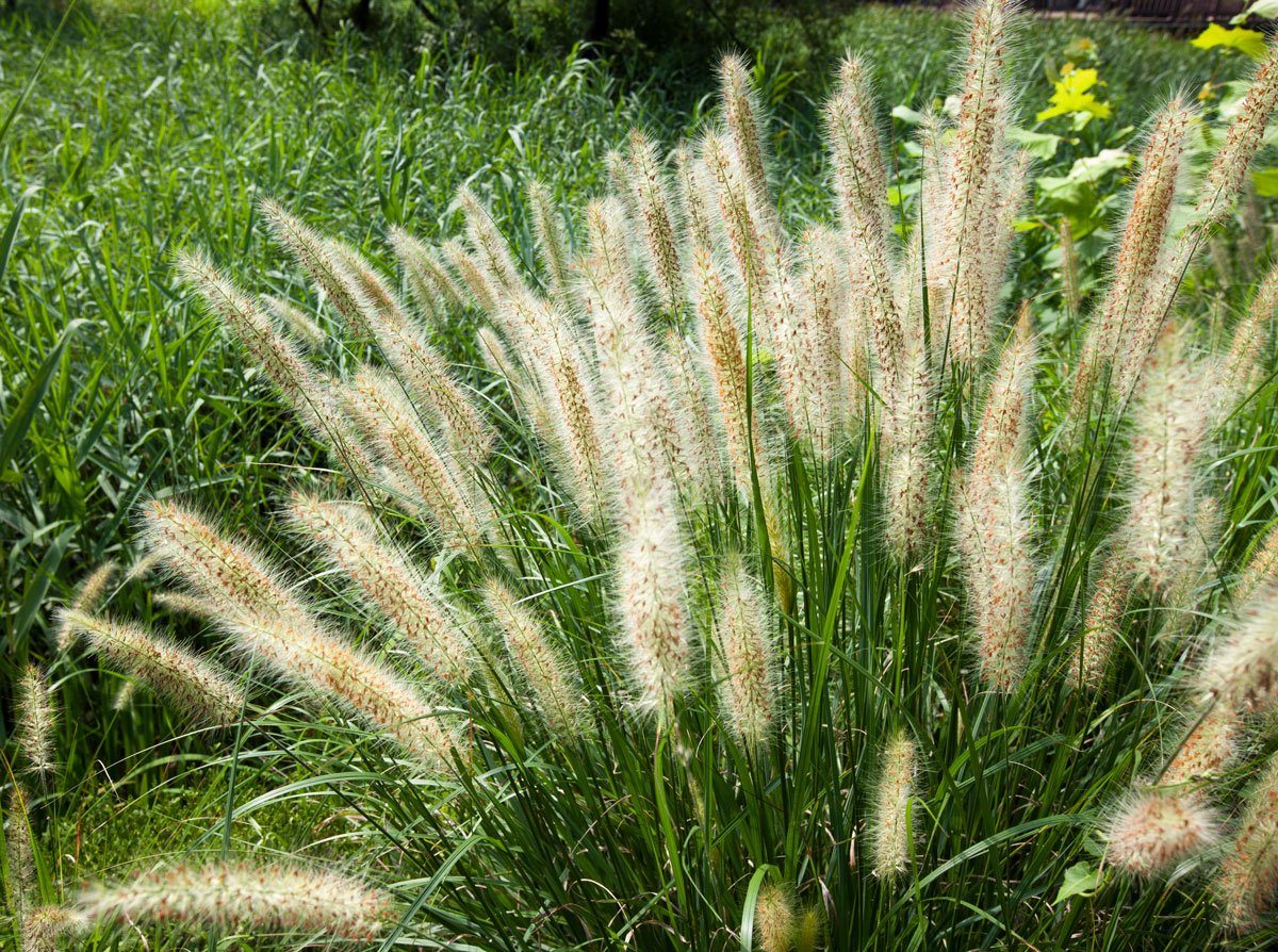 Osvědčené trávy, které si vypěstujete ze semen: Dochan psárkovitý. 