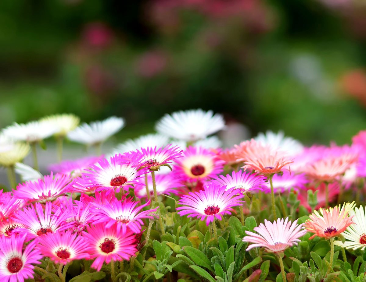 iStock-700076812