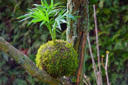 Jak vyrobit kokedamu: kokedama s okrasnou palmou