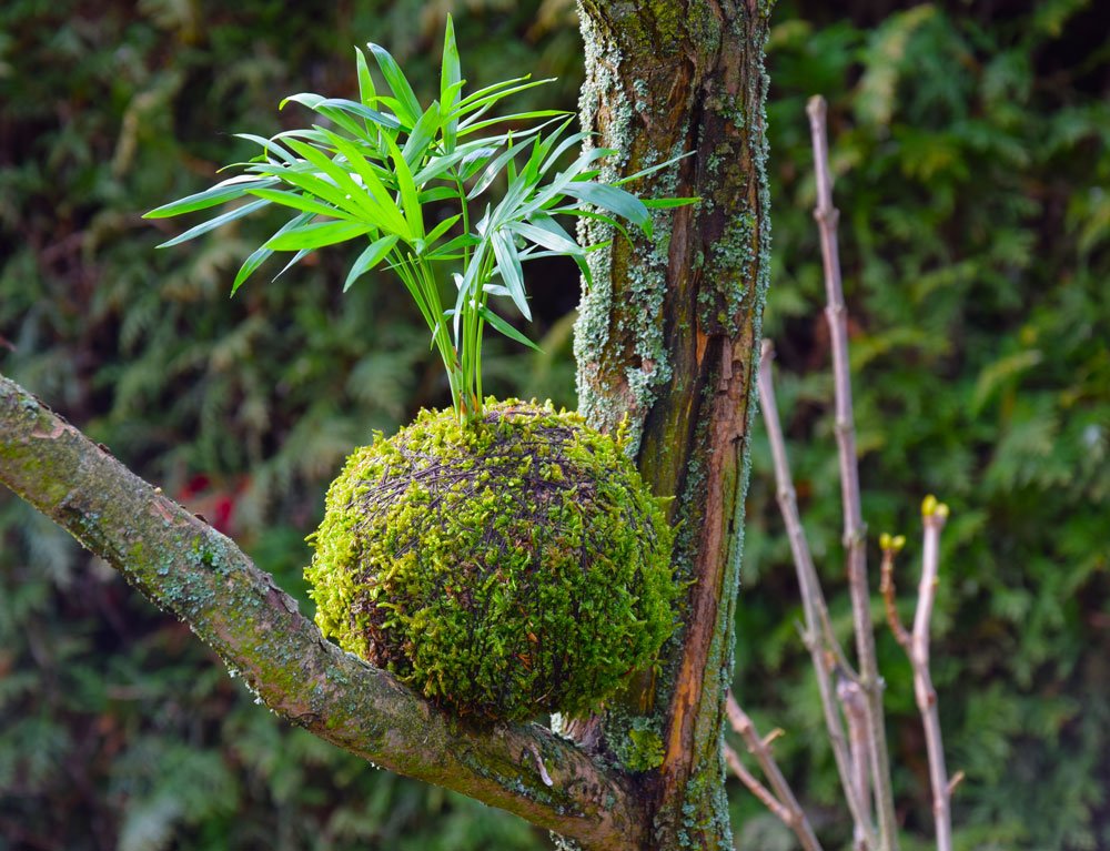 Jak vyrobit kokedamu: kokedama s okrasnou palmou