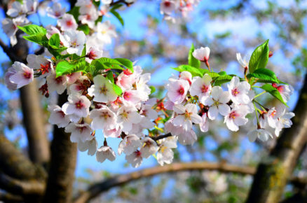 sakura