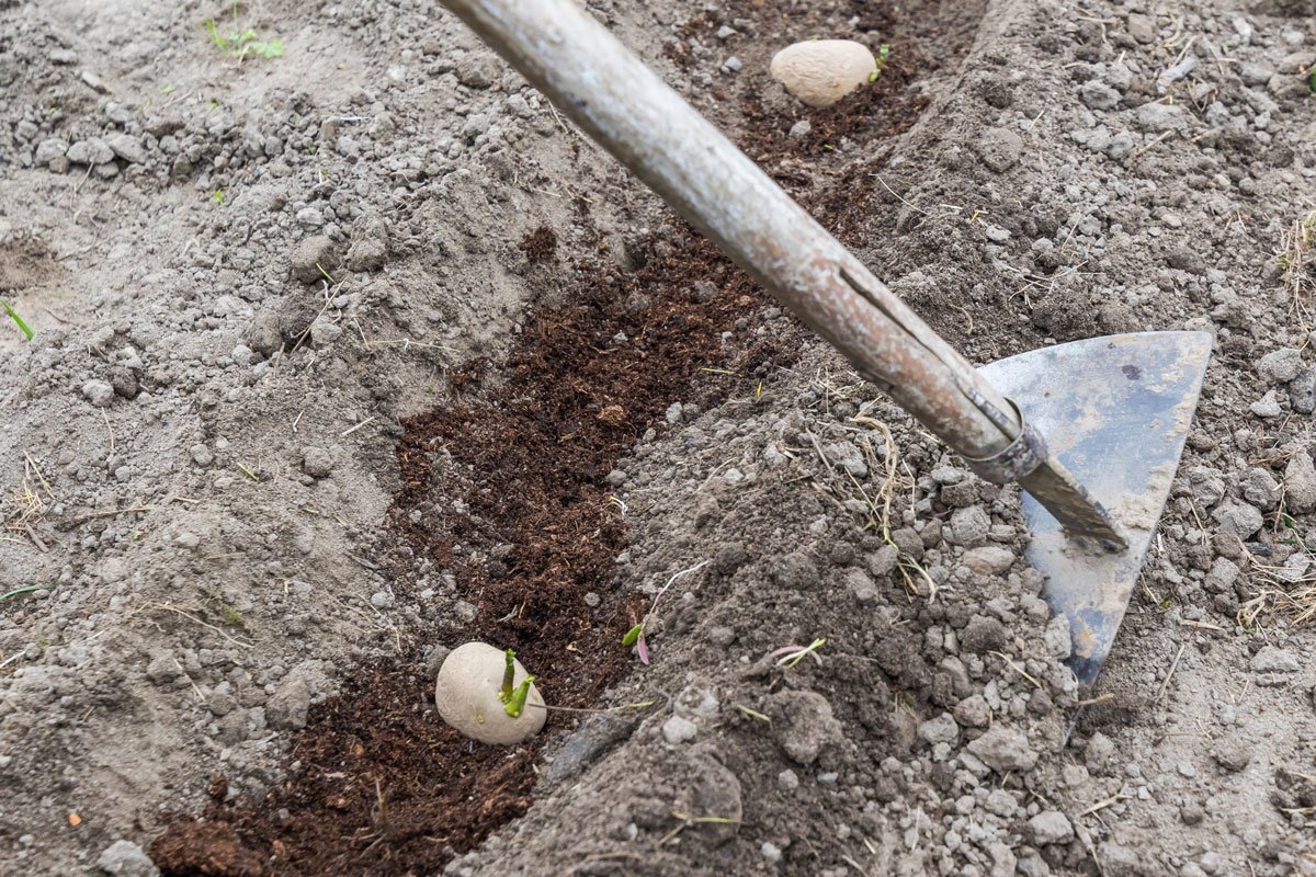Sázíme brambory: zahrnutí hlíz zeminou