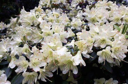 Pěstování azalek: Pěnišník japonský, Azalea japonica ‘Palestrina’