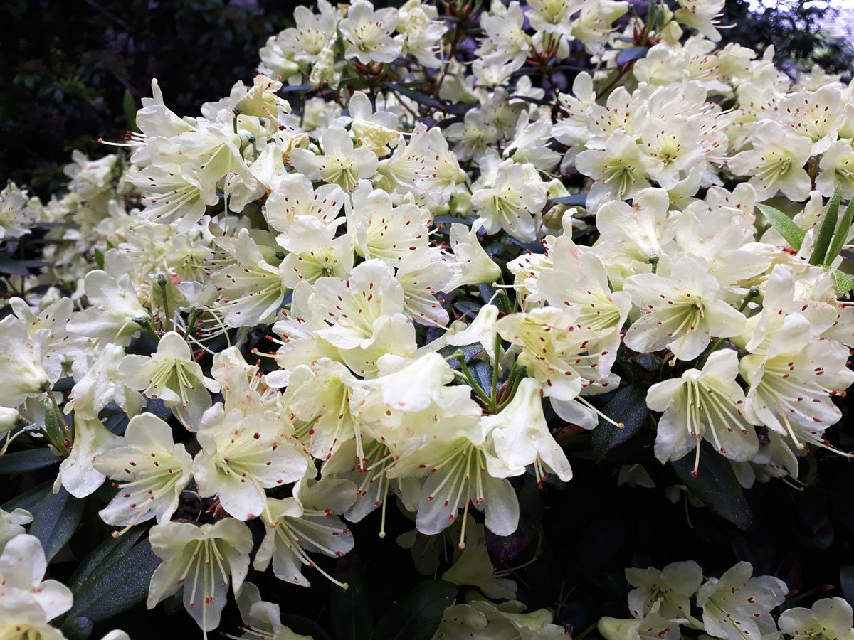 Pěstování azalek: Pěnišník japonský, Azalea japonica ‘Palestrina’