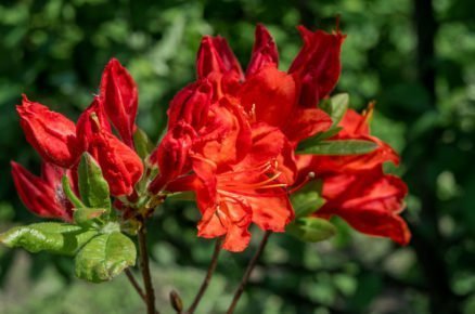 Pěstování azalek: Azalka dřevitá, Azalea ‘Feuerwerk’