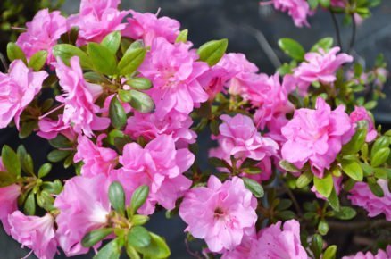 Pěstování azalek: Pěnišník japonský, Azalea japonica ‘Rosinetta’