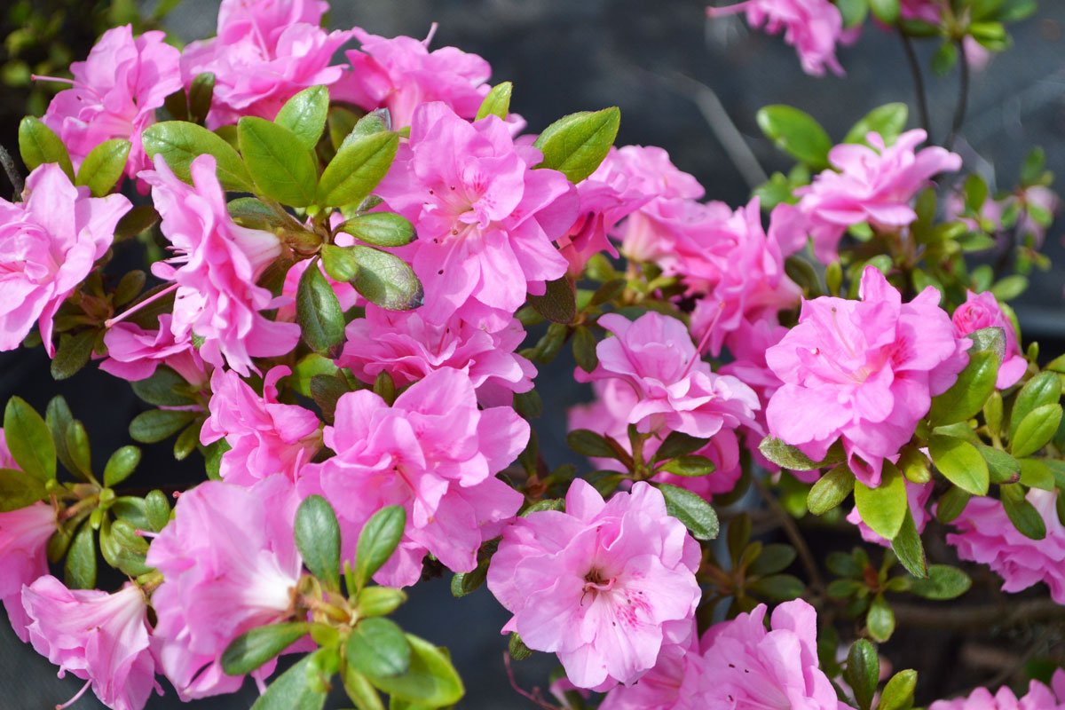 Pěstování azalek: Pěnišník japonský, Azalea japonica ‘Rosinetta’