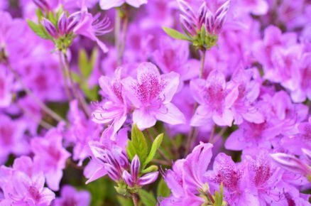 Pěstování azalek: Pěnišník japonský, Azalea japonica ‘Blue Danube’