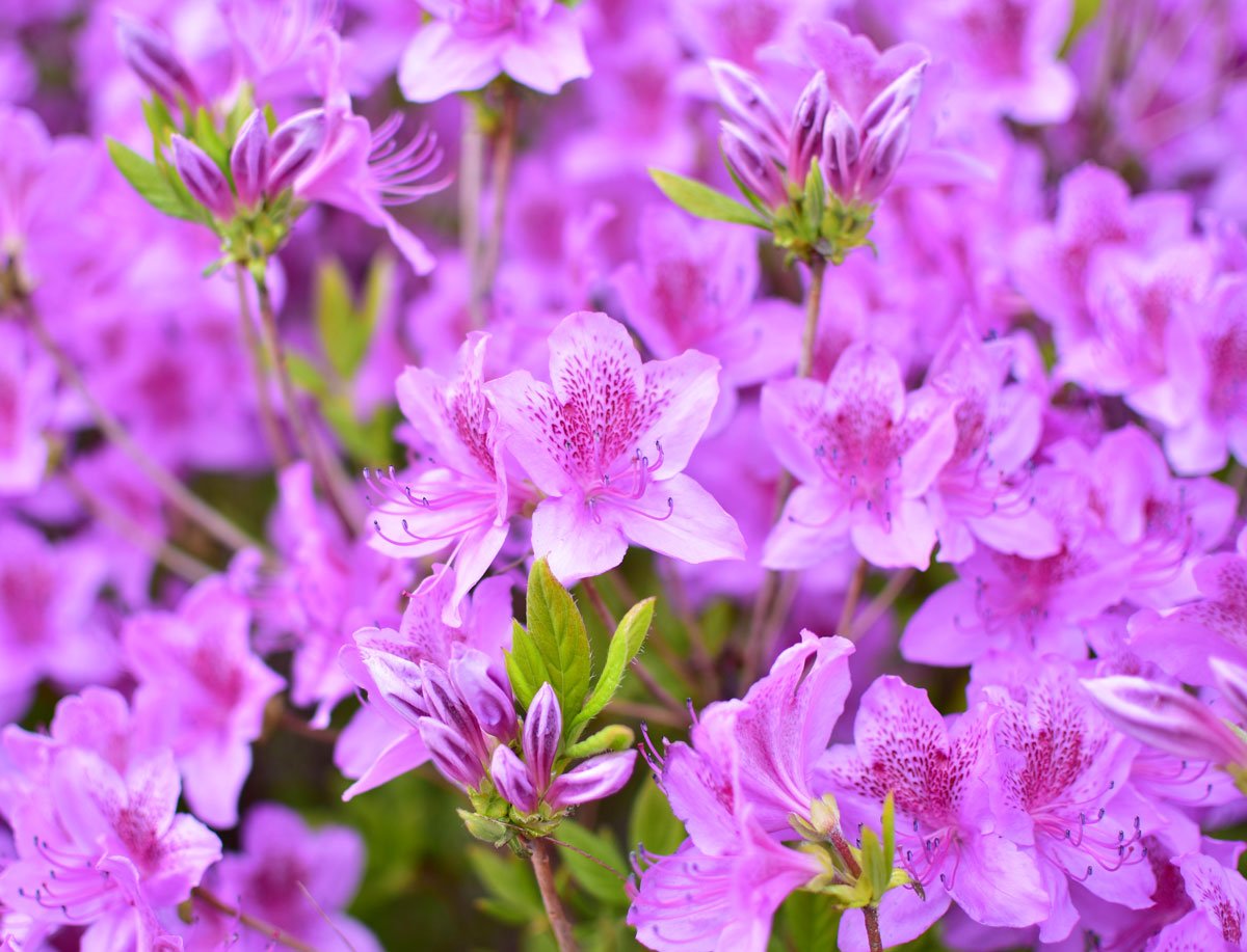 Pěstování azalek: Pěnišník japonský, Azalea japonica ‘Blue Danube’