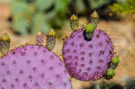 ak pěstovat opuncie: opuncie violacea