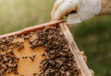 produkty včel