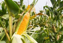 jak pěstovat kukuřici