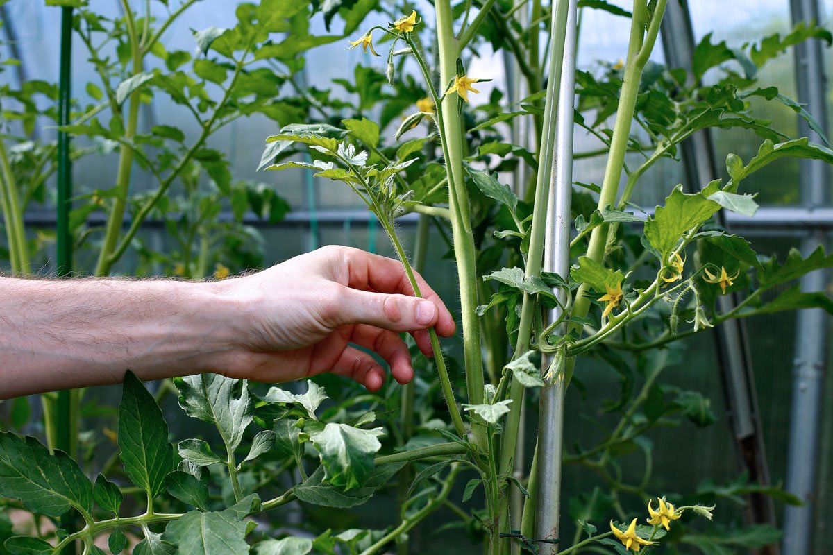 Pěstování tyčkových rajčat, odstraňování výhonků