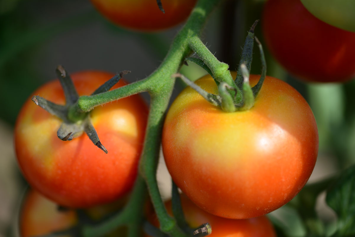choroby rajčat: žlutý límec na plodech