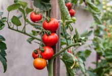 Pěstování tyčkových rajčat