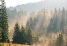 Jak vyrobit mast ze smrkové pryskyřice a smrkový sirup