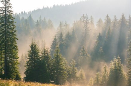 Jak vyrobit mast ze smrkové pryskyřice a smrkový sirup