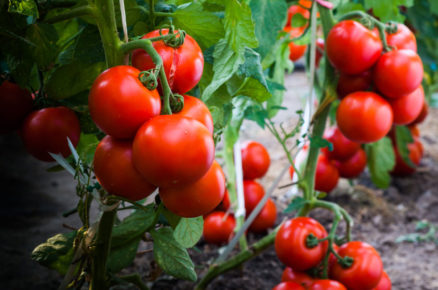pěstujeme rajčata: přehled co a kdy dělat