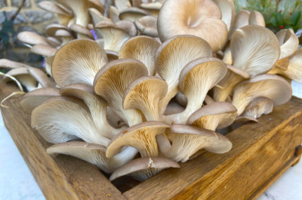houby vypěstované v kávové sedlině