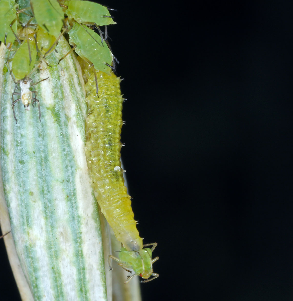 Zelená larva pestřenky požírá mšici