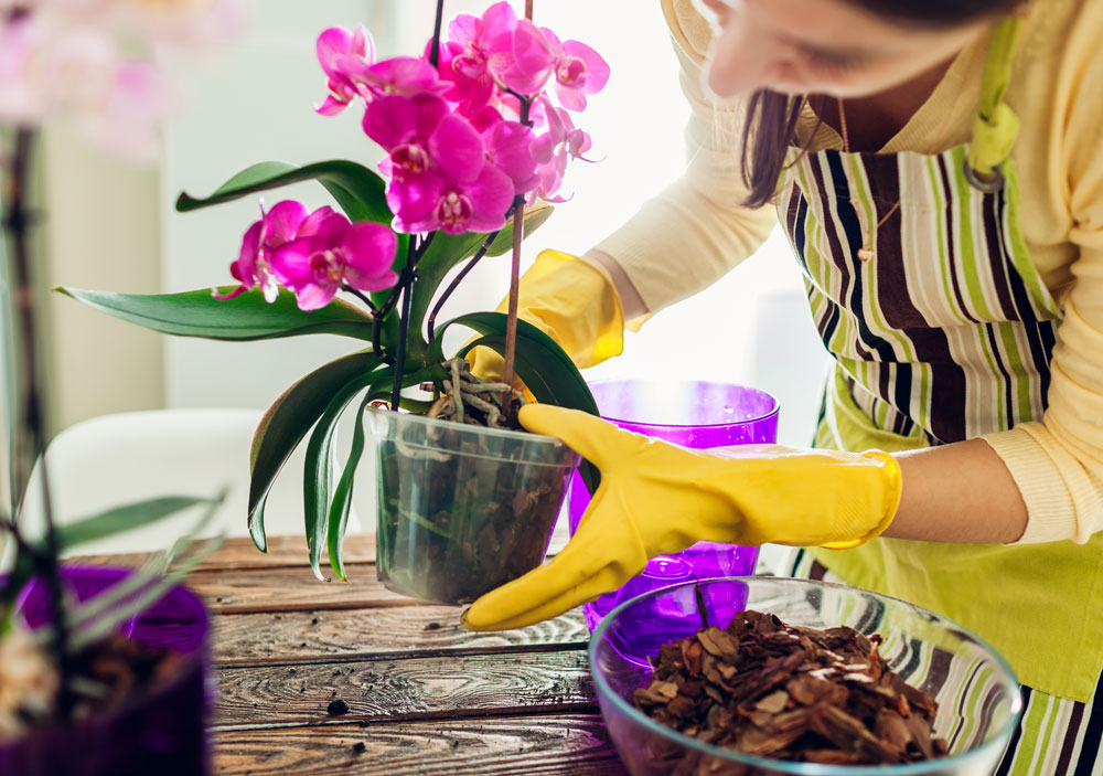 žena se chystá přesazovat orchidej