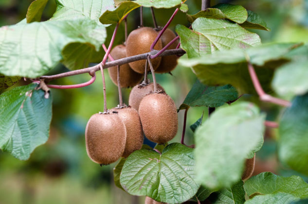 Jakými způsoby je možné množit zahradní kiwi?