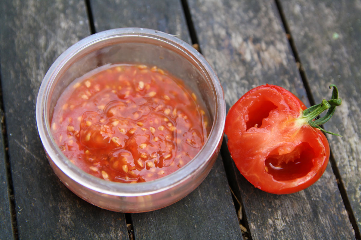 rajče a rajčatová semínka v nádobě