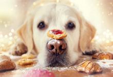 pes s lineckým koláčkem na nose