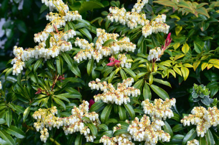 Pieris japonská