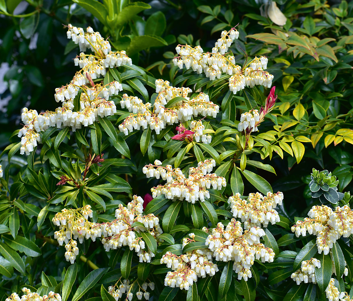 Pieris japonská