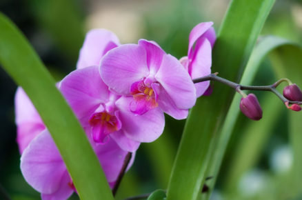 orchidej člunatec