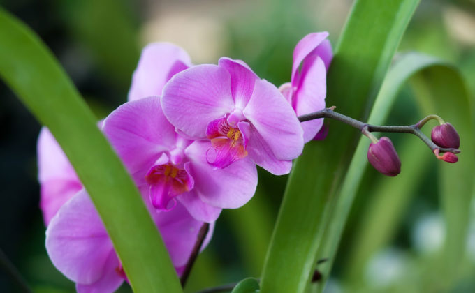 Jak pečovat o orchidej Cymbidium? Čím se líší od jiných druhů?