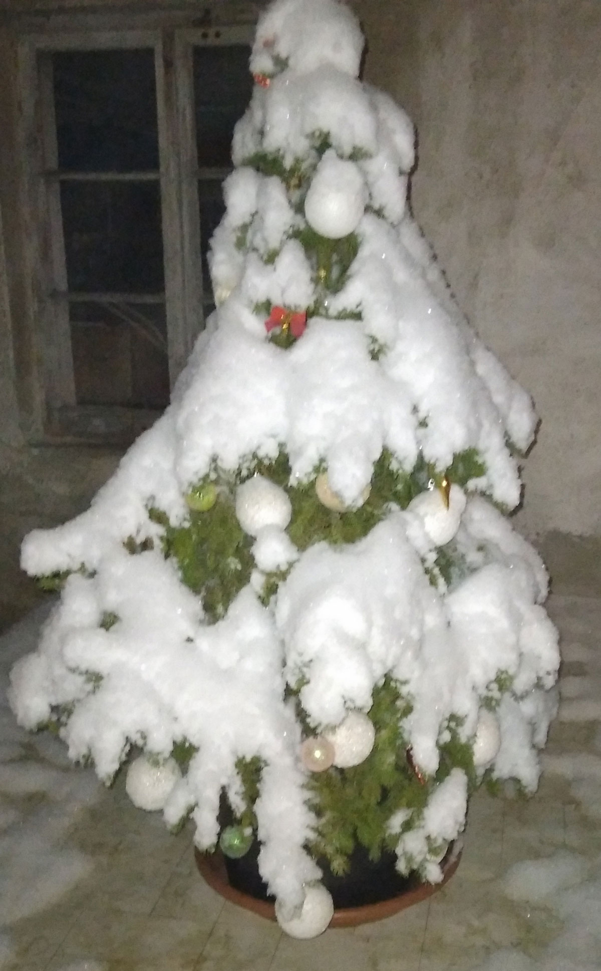 zasněžený vánoční stromek