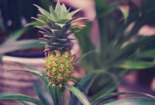 plod ananasu